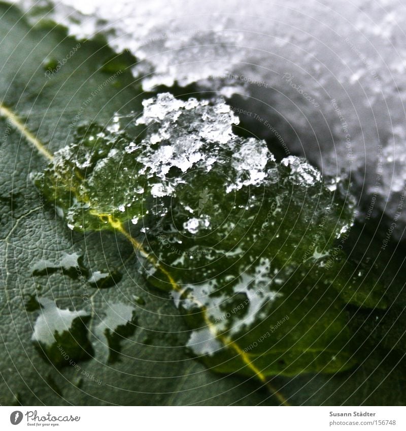 contrast Green Leaf Snow Winter Water Drops of water Cold Thread Ice-skating Freeze To go for a walk Converse chloroplasts