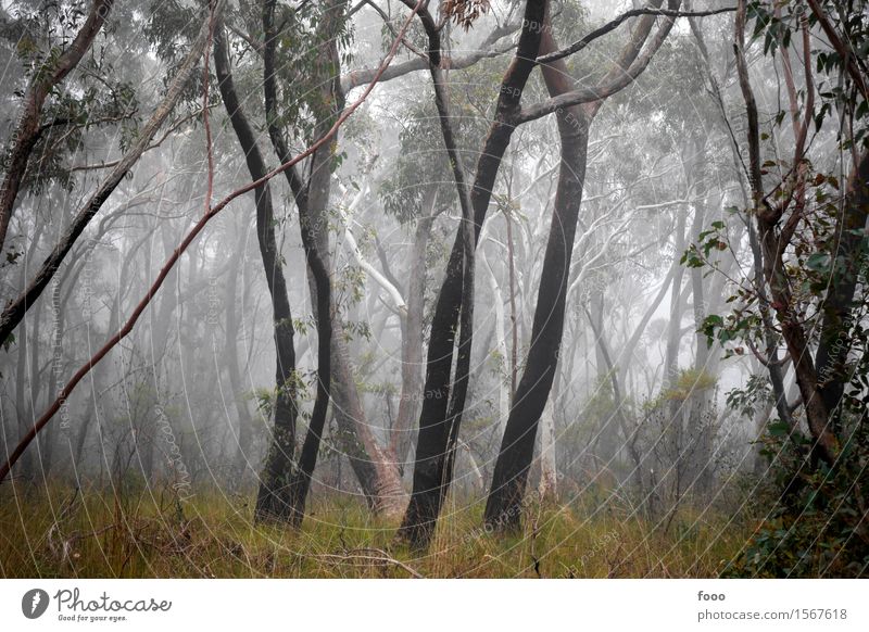 magic forest Hiking Nature Landscape Autumn Weather Fog Plant Tree Grass Bushes Forest Virgin forest Dark Creepy Gloomy Fear Dangerous Distress Adventure