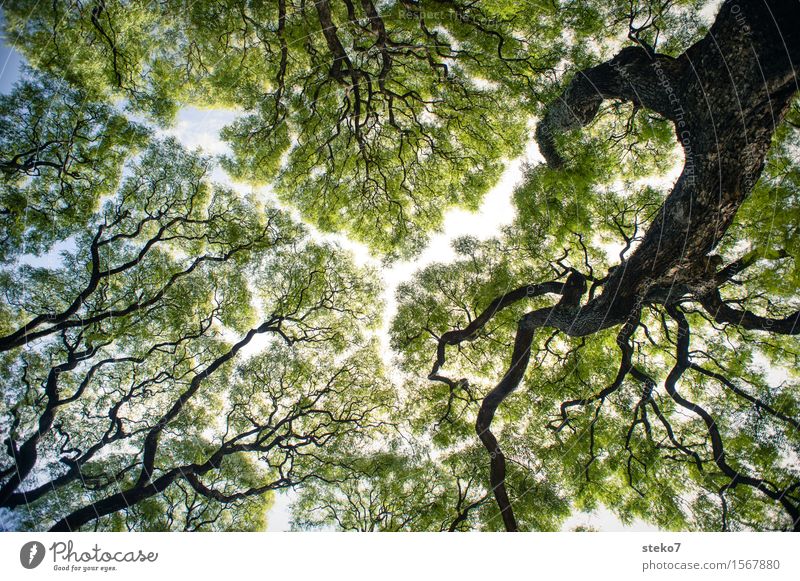 crack in the canopy Sky Tree Park Gigantic Green Esthetic Center point Protection Symmetry Growth Gap Tree trunk Crack & Rip & Tear Delicate Exterior shot