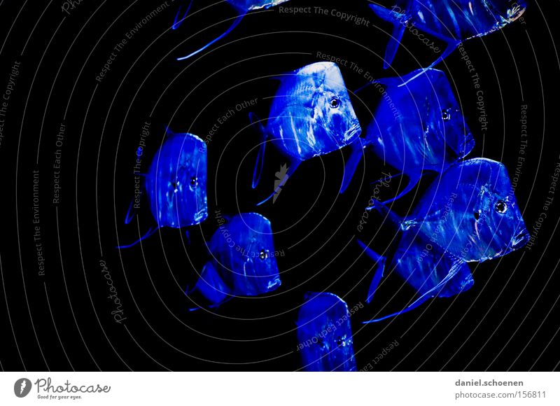 blue fish soup Fish Blue Colour Aquarium Shoal of fish Multiple Ocean Water Dubai Asia Many Group of animals