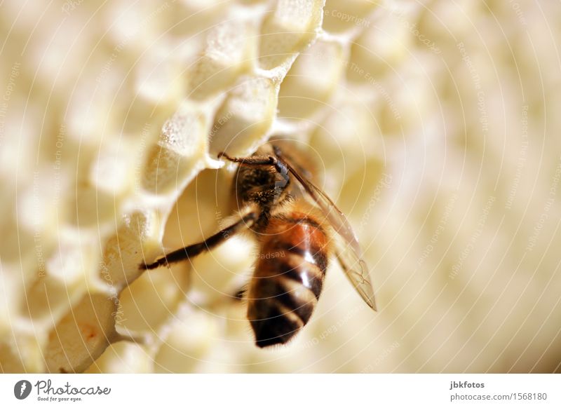 Hello, is there anything else to eat? Food Honey Nutrition Environment Nature Animal Pet Farm animal Bee Wing Honey bee 1 Uniqueness Macro (Extreme close-up)