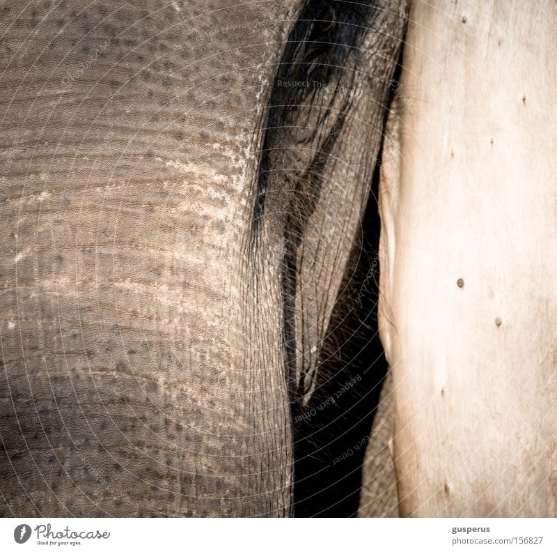 {augenschein} Elephant Skin Rough Curiosity Trust Be confident Mammal Education Eyes eye Near Wrinkles near by to wrinkle inquisitive