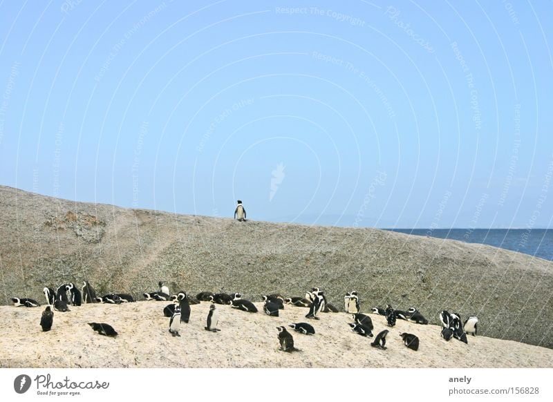 the audience is listening Penguin Beach Rock South Africa Cute Speech Animal Water Ocean Nature Blue sky Small Mammal