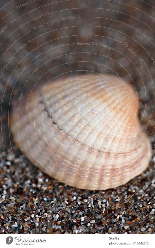 Shell with symmetrical natural pattern Mussel shell Maritime North Sea Mussel Shell-shaped Beach Nordic Nordic nature North Sea beach Walk on the beach