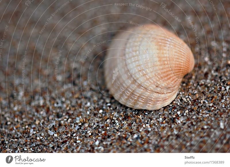 a clam on the beach North Sea Mussel Mussel shell Nordic nature Sea mussel Maritime North Sea beach shell search Walk on the beach Beach Cockle Shell-shaped