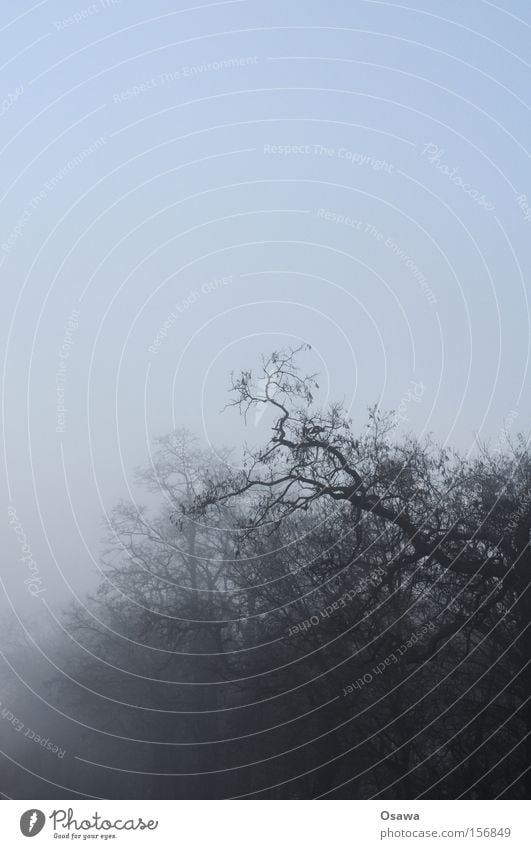 fog crown Fog Tree Treetop Branch Twig Wood Bleak Winter Sky Covered Dark Haze Silhouette Bizarre Grief Distress