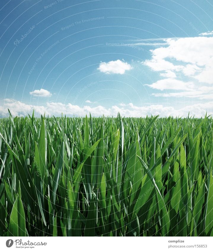 agriculture Close-up Macro (Extreme close-up) Sunbeam Grain Organic produce Far-off places Summer Nature Plant Sky Clouds Horizon Spring Weather