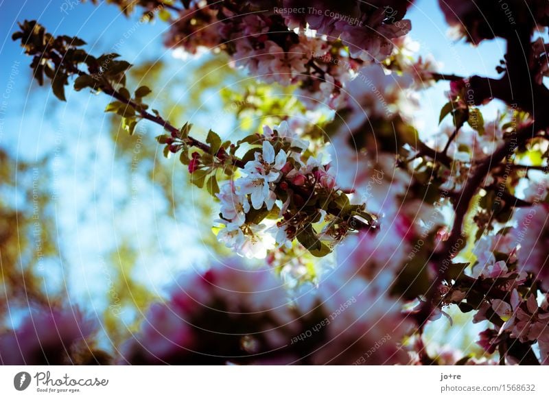 apple blossom Nature Plant Sky Sunlight Spring Beautiful weather Tree Blossom Fruit trees Apple tree Apple blossom Blossoming Blue Green Pink Spring fever