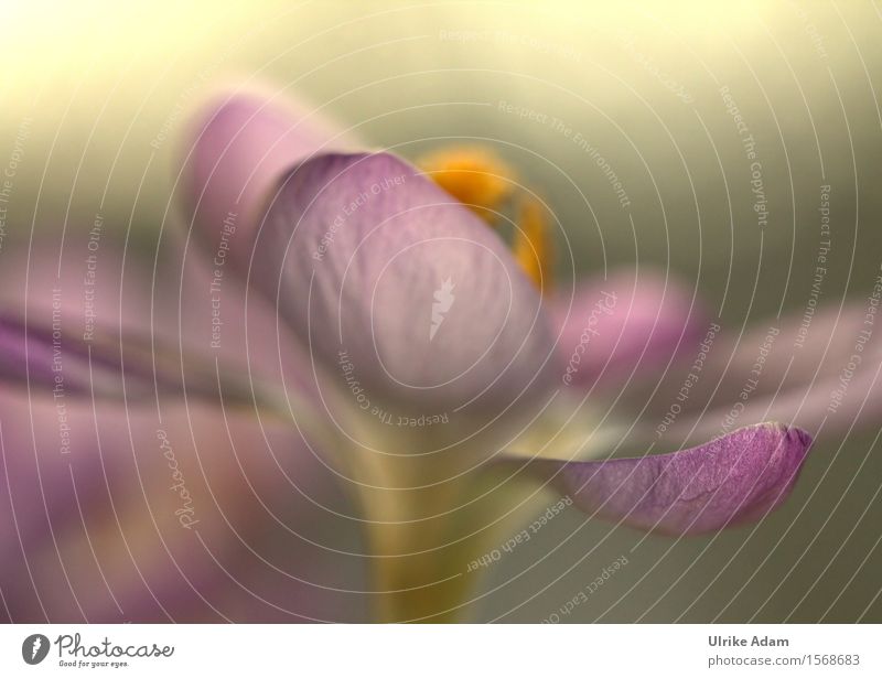 Crocus in the light Relaxation Calm Garden Valentine's Day Mother's Day Easter Nature Plant Sunlight Spring Flower Blossom Park Bouquet Blossoming Illuminate