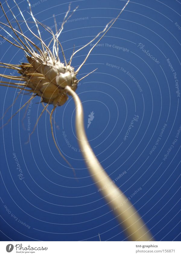 spike Ear of corn Grain Wheat Rye Wheatfield Cornfield Agriculture Perspective