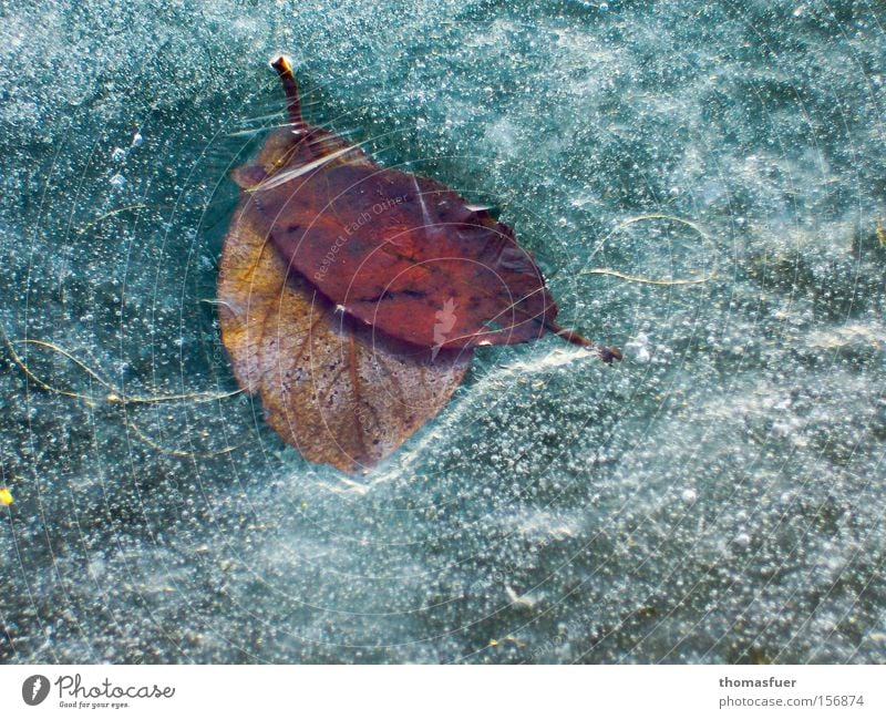 captive Ice Leaf Lake Winter Frozen foods Captured Cold Frost Canned Tin of food Winter morning Winter break Winter flower Transience