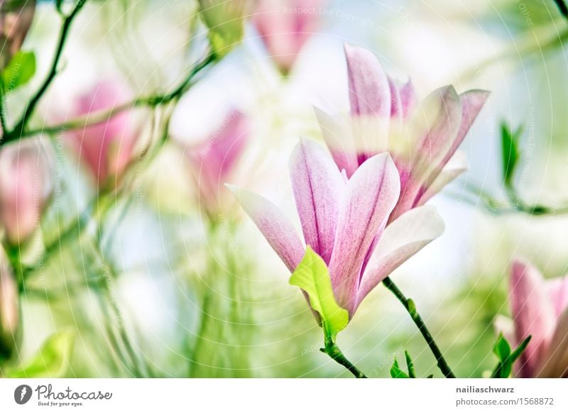 magnolias Sun Spring Tree Flower Blossom Park Blossoming Blue Green Pink White Magnolia plants Magnolia blossom moagnolia flower sunny Pastel tone buds