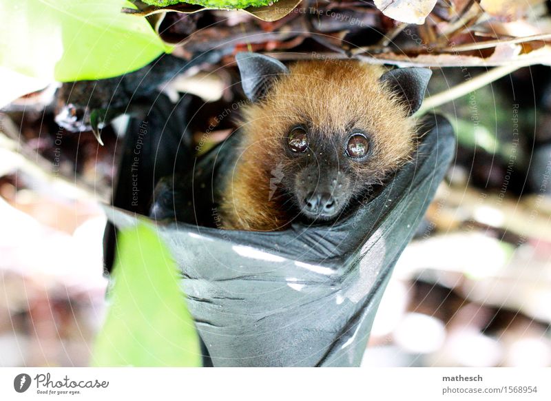 Fruit bat hanging in tree Nature Wild animal Animal face Grand piano Pelt Old World fruit bats Bat 1 Elegant Free Small Brown Green Black Colour photo