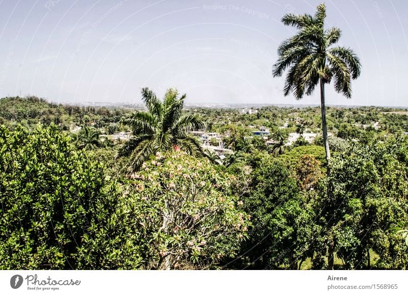 jutting Landscape Sky Climate Beautiful weather Plant Tree Exotic Palm tree Forest Virgin forest Havana Cuba Hot Bright Maritime Positive Dry Blue Green Level