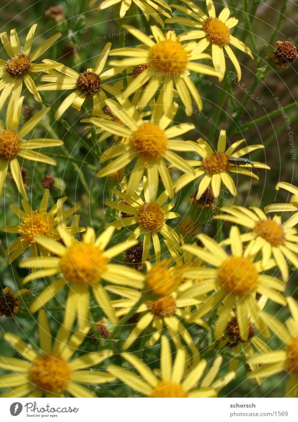 Beetle on flower Flower Yellow Green Blossom Animal Plant Park