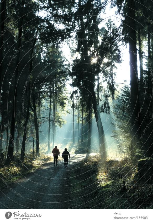 two persons walking in the forest in sunlight Colour photo Exterior shot Day Light Shadow Silhouette Sunlight Sunbeam Back-light Joy Leisure and hobbies Hiking