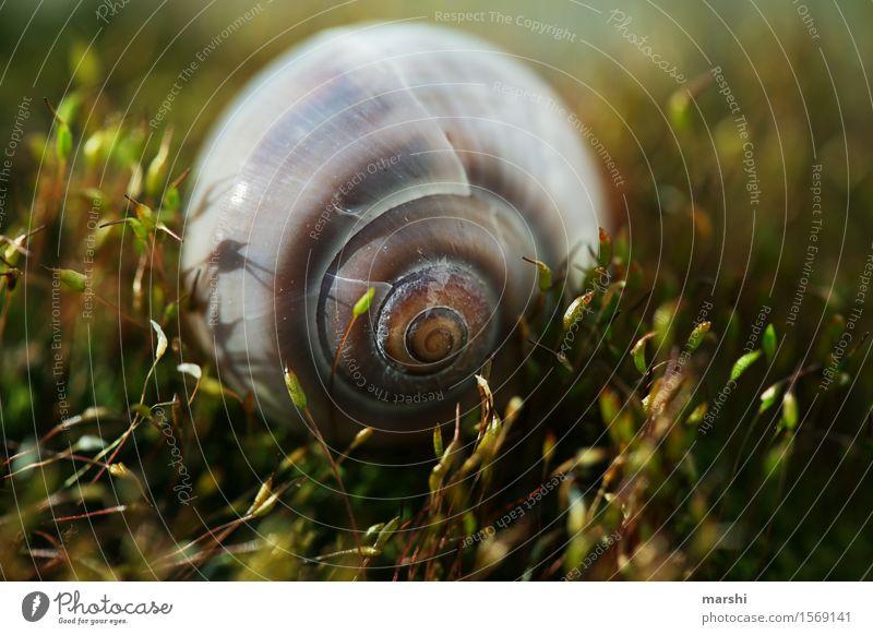 miniature world Environment Nature Plant Animal Spring Summer Autumn Leaf Foliage plant Wild plant Garden Meadow Moody Snail shell Small Moss Colour photo