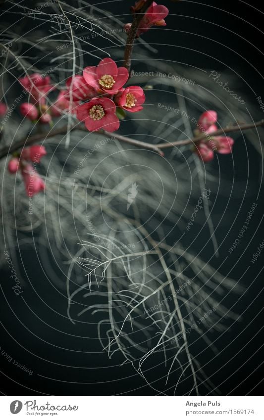 something between winter and spring Plant Fern Blossom crab apple Blue Pink White Colour photo Studio shot Close-up Deserted Artificial light