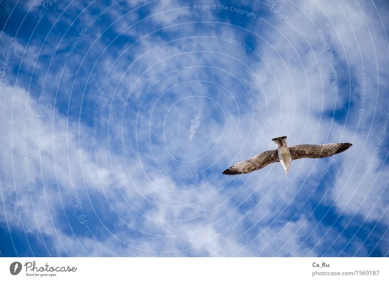 Free flight Sky Clouds Animal Wild animal Bird Wing 1 Esthetic Authentic Elegant Tall Beautiful Maritime Speed Blue Gray Black White Emotions Moody Happy