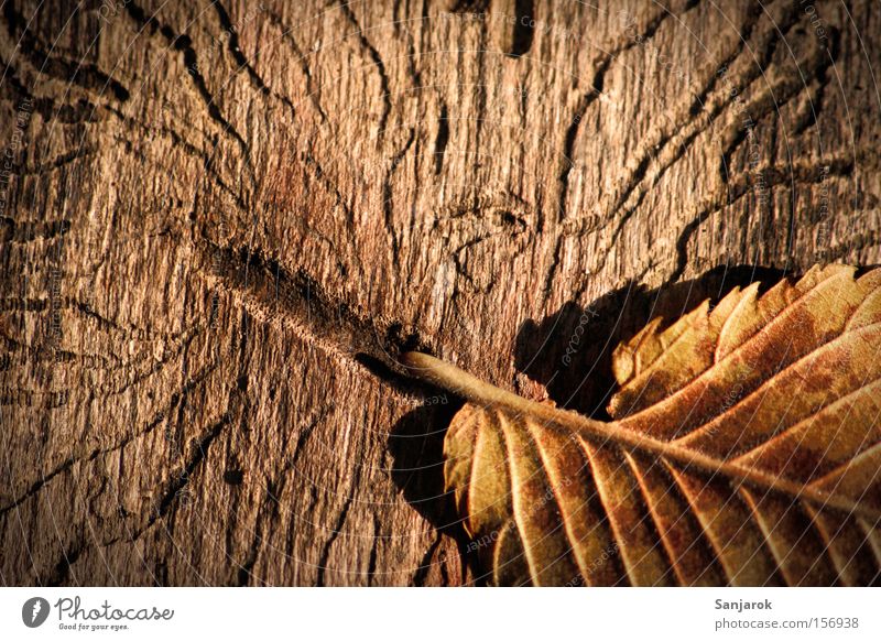 leaf alignment Leaf Autumn Wood Worm Beetle Bark-beetle Damage Tree trunk Old Brown Park Macro (Extreme close-up) Close-up maggots signs of the times