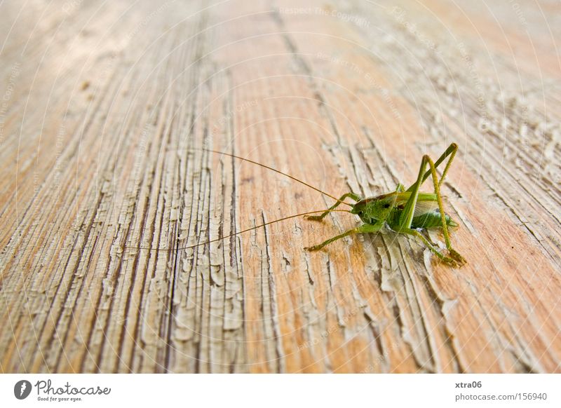 "grill" night House cricket Insect Table Ale bench Wooden table Living thing Summer ready to jump