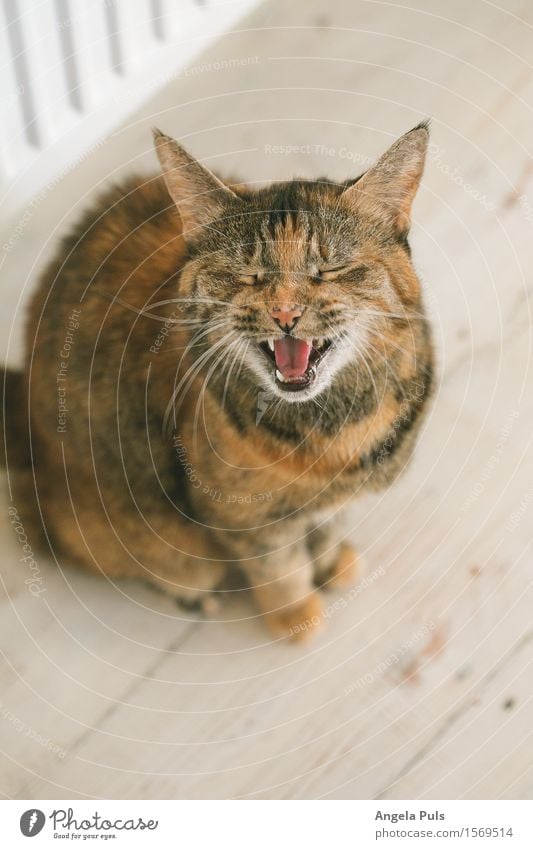 Hungääär! Animal Pet Cat 1 To talk Cute Original Brown White Life Appetite Thirst Voracious Colour photo Interior shot Day Shallow depth of field