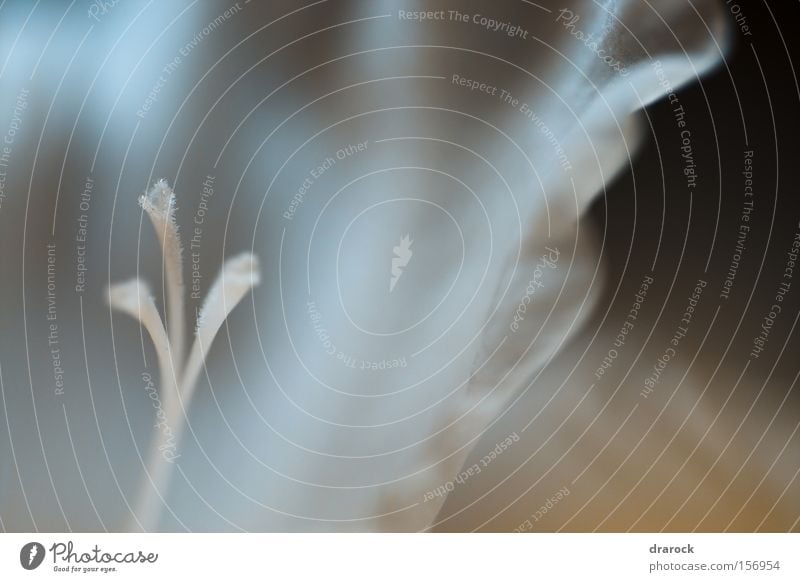 Gladiolus' Veil Close-up Macro (Extreme close-up) Nature Plant Flower Blossom White Pure Gladiola Pistil purity white vail drarock