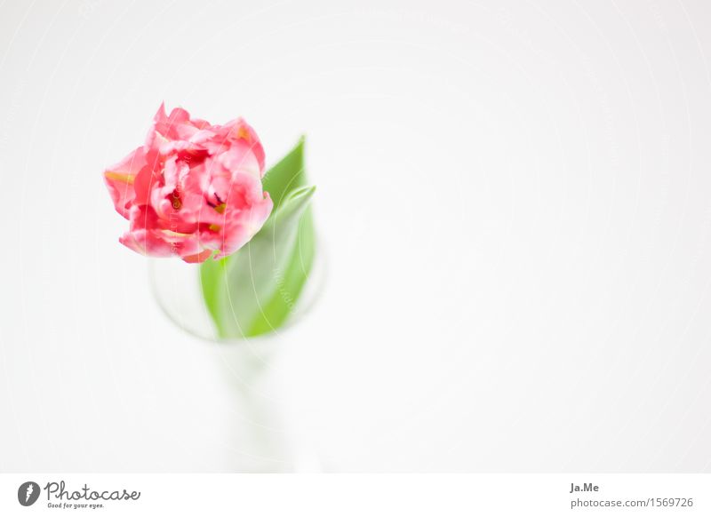 Tulip in glass Nature Plant Spring Flower Leaf Blossom Blossoming Fragrance Esthetic Green Pink White Transience Feminine Colour photo Multicoloured