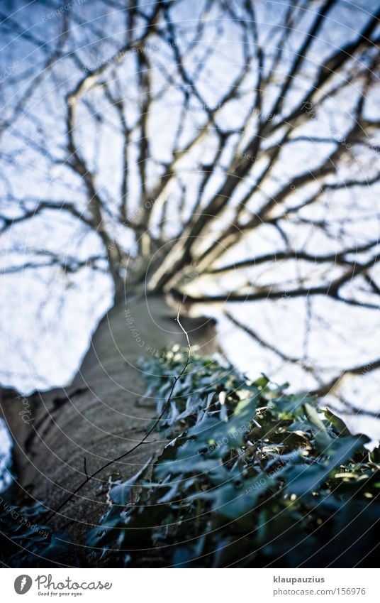 Tree crown with ivy Treetop Tree trunk Ivy Forest Tree bark Branch