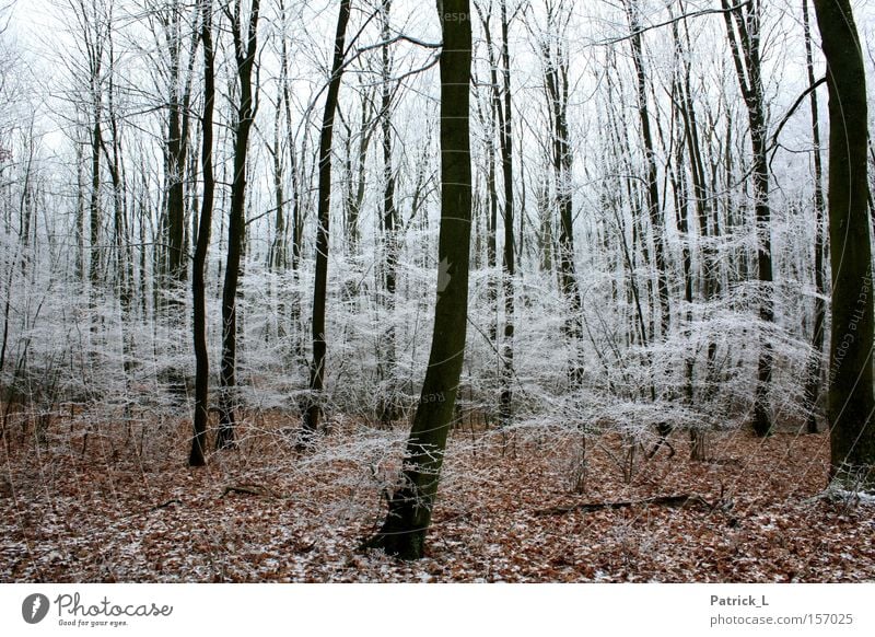 Dream Forest Ice Bright Dark Desire Fairy tale Contentment Curiosity Hope Black White Leaf Winter Germany Snow