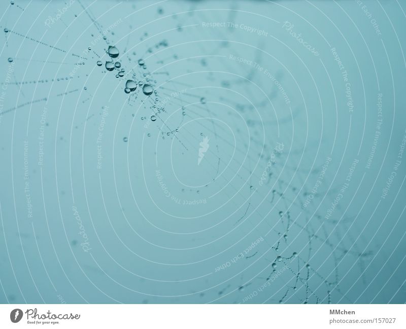 wet net Net Spider's web Drops of water Dew Fog Network Muddled Spin Macro (Extreme close-up) Close-up Autumn Tilt String