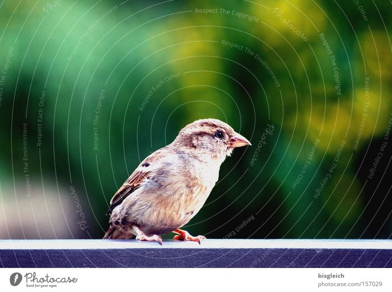 sparrow Colour photo Exterior shot Deserted Copy Space top Animal portrait Garden Park Bird Sparrow 1 Small Green Feeble Handrail Bridge railing Beak Eyes