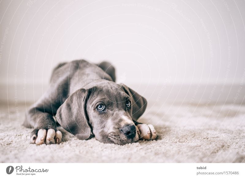 Master floppy ear Pt.4 Pet Dog 1 Animal Observe Lie Mastiff Lop ears Paw Snout Boredom Looking Carpet Rest Loyalty Colour photo Interior shot Close-up