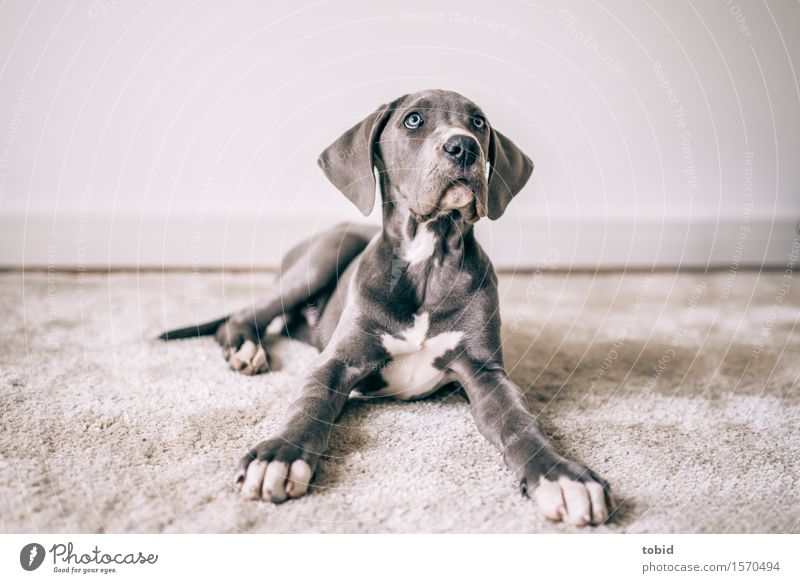 Master floppy ear Pt. 6 Pet Dog 1 Animal Observe Lie Elegant Curiosity Soft Gray Mastiff Paw Lop ears Carpet Rug fringe Head Colour photo Interior shot Light