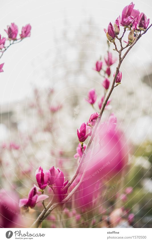 magnolia Spring Tree Blossom Park Shanghai Esthetic Magnolia plants Magnolia tree Magnolia blossom Magenta Colour photo Exterior shot Copy Space left