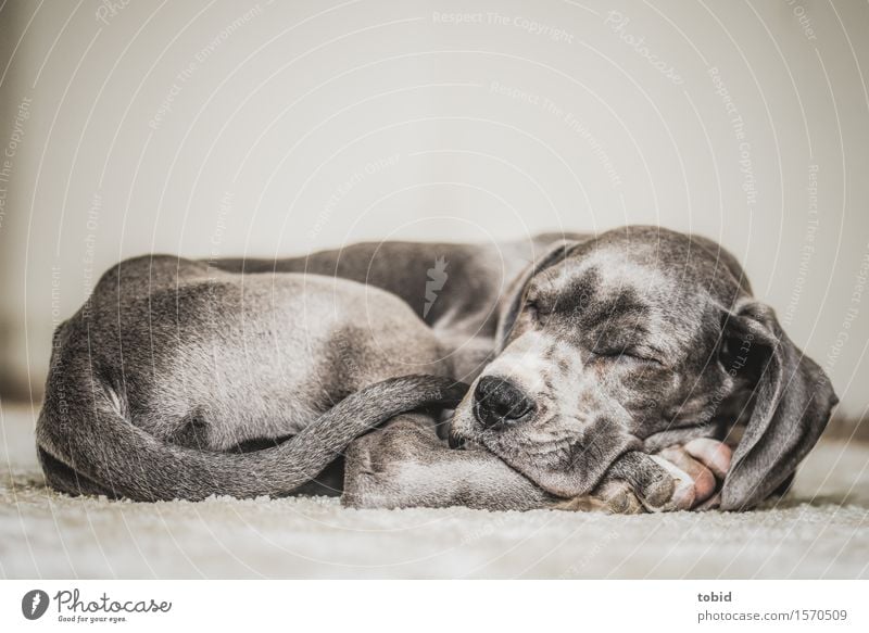 Master floppy ear Pt.2 Pet Dog Sleep Contentment Relaxation Stationary Peaceful Baby animal Mastiff Convoluted Pelt Lop ears Carpet Colour photo Interior shot