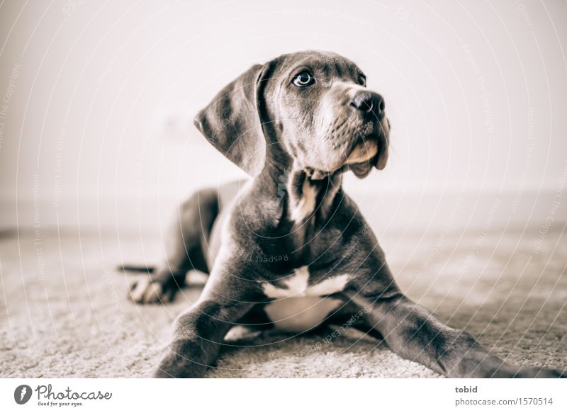 Master floppy ear Pt.12 Animal Pet Dog Animal face Observe Lie Cuddly Attentive Watchfulness Carpet Great Dane Snout Ear Lop ears Nerviness Colour photo