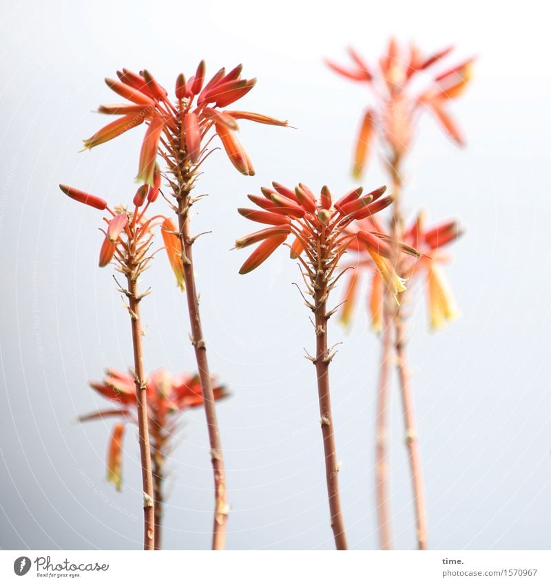 Welcoming committee | aloe arborescens Sky Beautiful weather Plant Flower Leaf Blossom Wild plant Aloe Stand Growth Elegant Curiosity Multicoloured Yellow Red