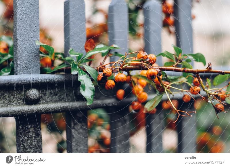 autumnless Autumn Bushes Leaf Garden Park Wet Orange Berries Berry bushes Fence Growth Pervasive Autumnal Harvest Thanksgiving Branch Fruit Suspended Rain