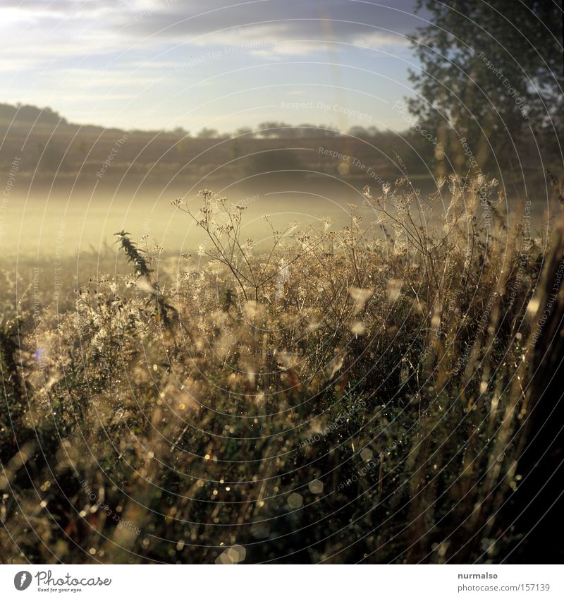 My Mecklenburg Mecklenburg-Western Pomerania Dew Morning Magic Drops of water Events Nature Slide Analog Dream Uniqueness Home country Emotions Summer roe deer