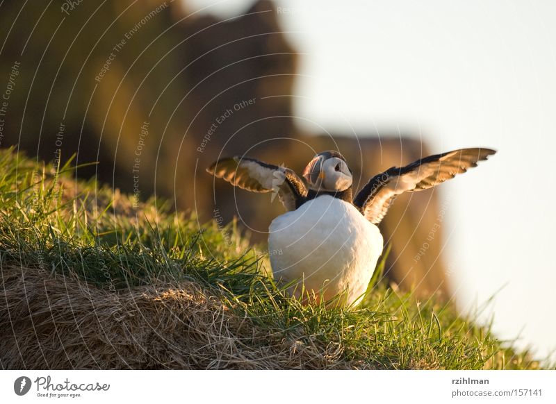 puffins Grass Iceland Puffin Beak Animal Bird Auks The Arctic Green alcoholic Lunde charadriiformes fratercula Plover-like Colour