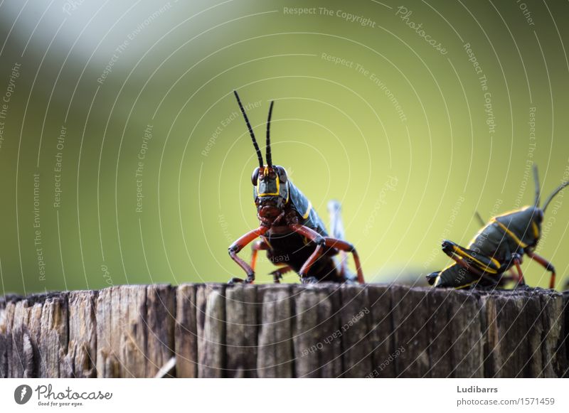 Eastern Lubber Grasshopper black and yellow Face Nature Antenna Sit Jump Yellow Black Florida Tropical Bug eastern eastern lubber eye fauna Insect microptera