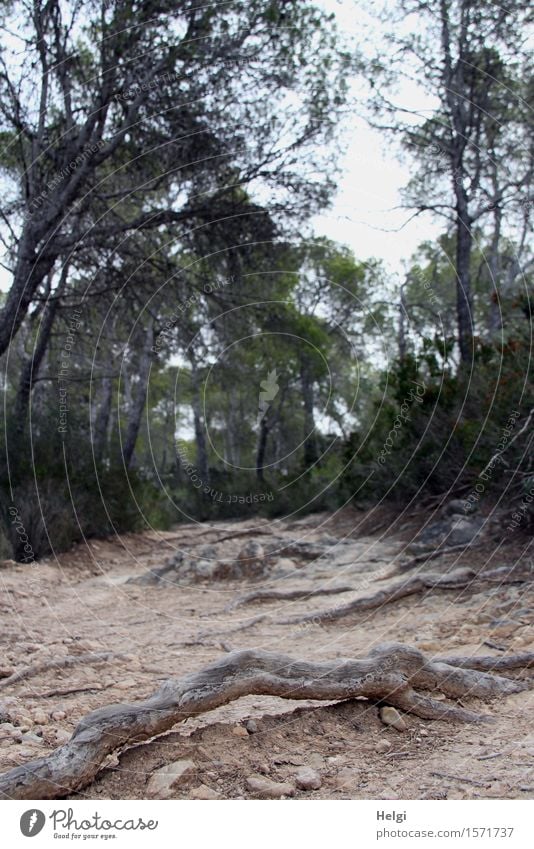 trip hazard Environment Nature Landscape Plant Earth Spring Tree Wild plant Root of a tree Stone pine Forest Island Majorca Lanes & trails Stand To dry up