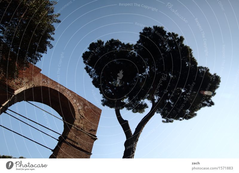 under the pines Vacation & Travel Nature Sky Clouds Plant Tree Stone pine Tree trunk Rome Italy Town Capital city Old town Places Gate Door Historic