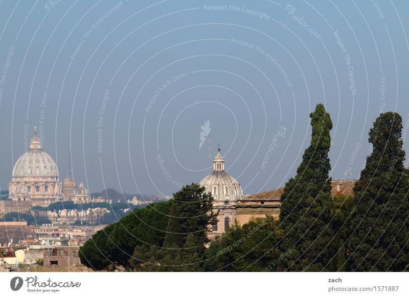 Over the rooftops of Rome Vacation & Travel Sightseeing City trip Sky Heaven Tree Stone pine Italy Town Capital city Downtown Old town