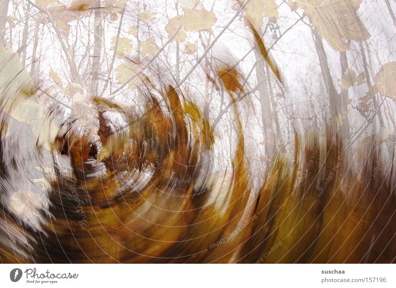 much leaves for nothing .. Leaf Branch Tree Autumn Gale Swirl Rotation Round Forest Nature Brown Tone-on-tone Cold Warmth Transience in a circle