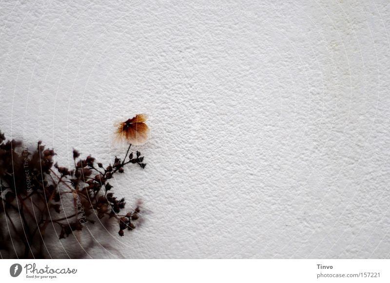 mauerBLÜMCHEN Wall (barrier) Structures and shapes Garden Plant Timidity Shadowy existence Loneliness Withdraw Flower Decent Park wallflower