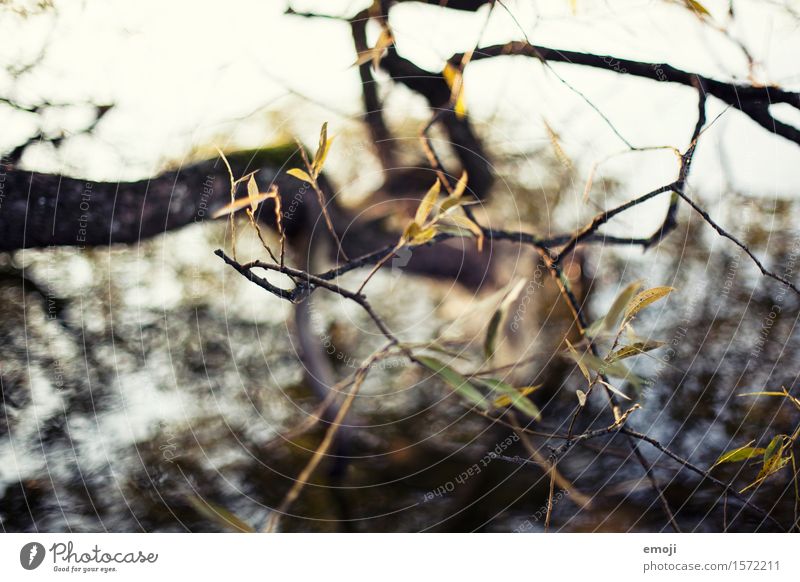 detail Environment Nature Summer Beautiful weather Plant Bushes Natural Green Colour photo Close-up Deserted Day Shallow depth of field