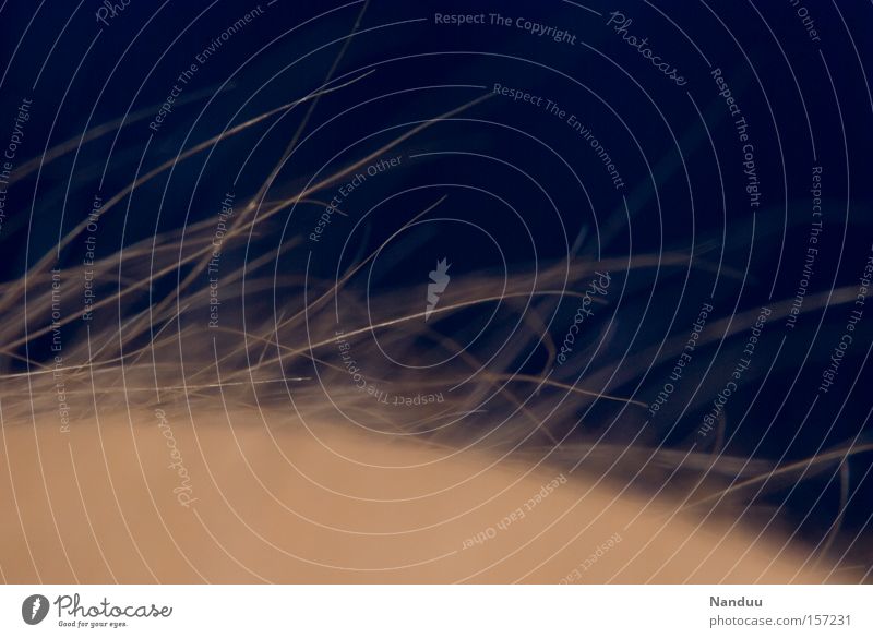fluffy forever Hair and hairstyles Macro (Extreme close-up) Close-up Blue Dark Blonde Soft Pelt body hair