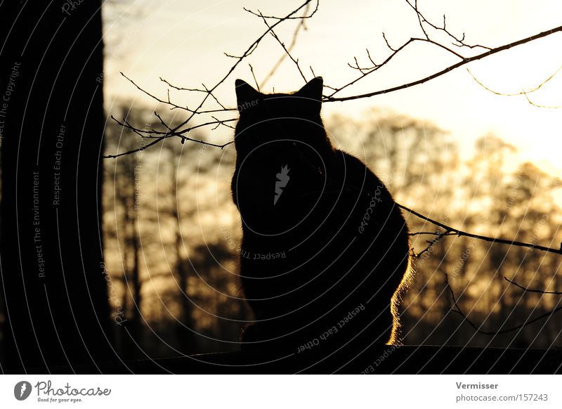 finally rest. Cat Evening sun Winter Light Shadow Tree Twig Back-light Sun Mammal Sky Safety